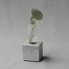 a plant in a glass vase on top of a cement block with a white background