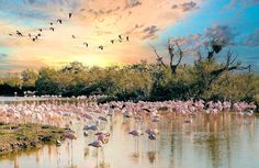 a flock of flamingos standing on top of a lake