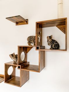 two cats sitting on top of wooden shelves