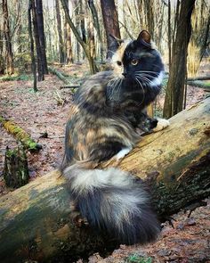 a cat sitting on top of a log in the woods