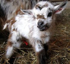 a baby goat standing on top of dry grass next to another animal in a barn