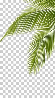 green palm tree leaves on a white background png clipart free for personal use