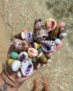 a person's hand holding several different seashells