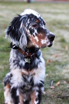 a black and white dog sitting in the grass