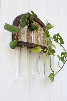 some plants are growing in glass vases on a wooden shelf above a white wall