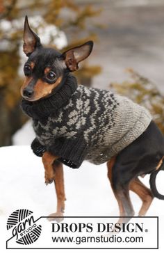 a small dog wearing a sweater in the snow