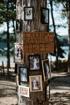 a family tree with pictures hanging from it's sides and photos on the bark