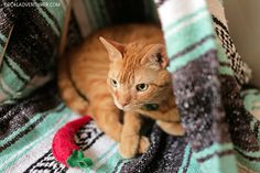 an orange cat sitting on top of a blanket