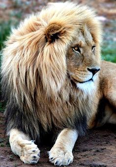 a large lion laying on top of a dirt field