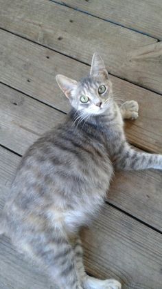 a cat laying on top of a wooden floor