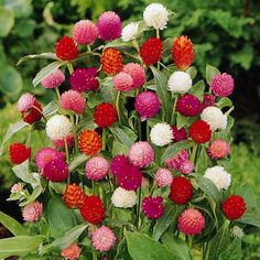 a bunch of red and white flowers growing in the ground next to some green leaves