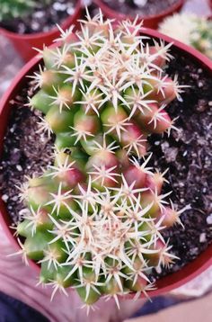 a close up of a small cactus in a pot with dirt on the ground next to other plants