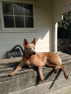 a brown dog laying on top of a wooden deck