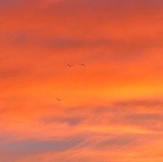 two birds flying in the sky at sunset or dawn with orange and pink clouds behind them