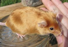 a hamster is sitting on top of a glass jar and being petted by someone's hand