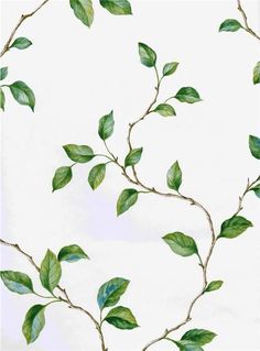 green leaves are growing on the branches of a tree in front of a white background