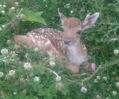 a baby deer is laying in the grass