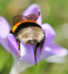 a bum is sitting on top of a purple flower