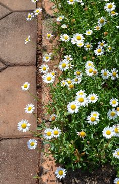 some white and yellow daisies are growing in the ground next to brick walkways