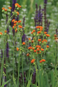 some orange and purple flowers in the grass