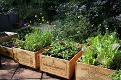 several wooden boxes filled with different types of plants