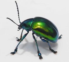 a green and black beetle sitting on top of a white surface