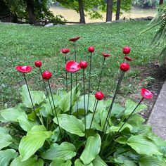 some red flowers are growing in the grass