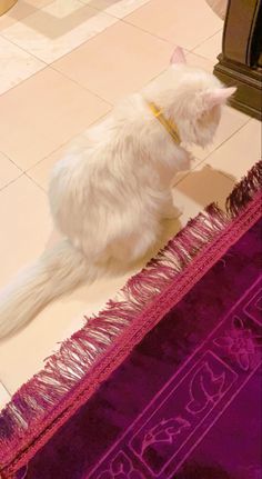 a white cat sitting on top of a purple rug