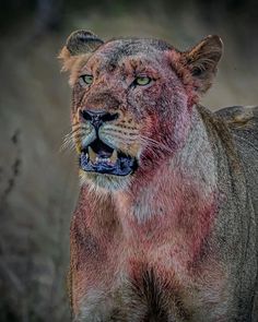 a close up of a lion with red spots on it's face and mouth