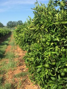 an orange grove with lots of green fruit growing on it's sides and dirt path