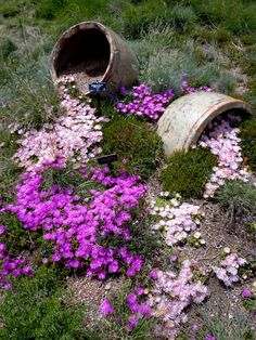 purple and white flowers are growing out of an old rusty barrel on the ground in a field