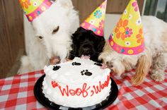 two dogs are looking at a birthday cake