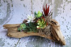 an arrangement of succulents and other plants on a piece of driftwood