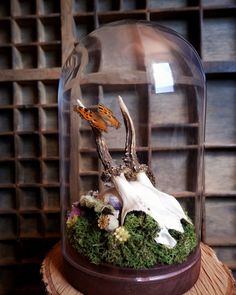 an animal skull under a glass dome on top of a wooden stand with moss and shells