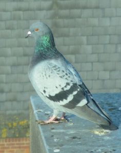 a pigeon sitting on top of a cement bench