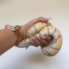 a person holding a large snake in their hand, with another one on the arm