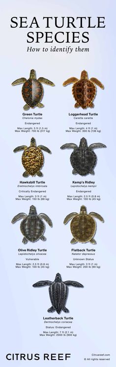 the sea turtle species are shown in this poster