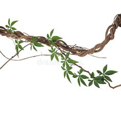 an old vine with green leaves on it's end, isolated against a white background