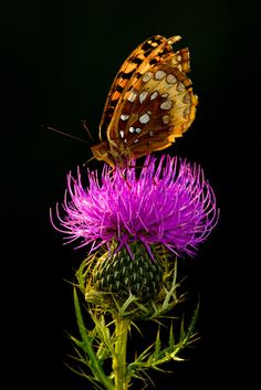 a brown butterfly sitting on top of a purple thistle flower with green leaves and dark background