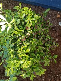 a small bush with green leaves in the dirt