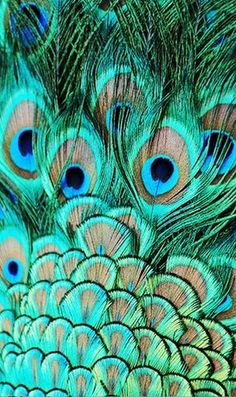 an image of peacock feathers with blue eyes