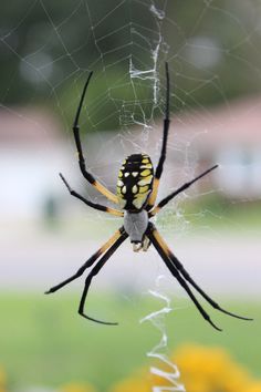 a yellow and black spider sitting on its web