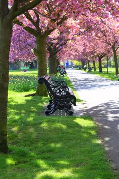 a park bench sitting on the side of a tree lined road next to a lush green field