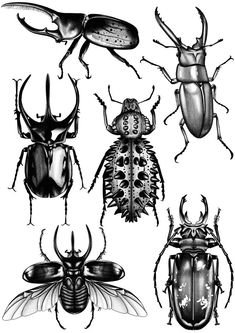 four different types of bugs and beetles in black and white, each with an insect's head