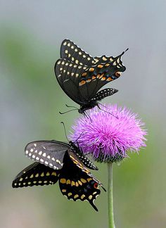 two butterflies sitting on top of a purple flower