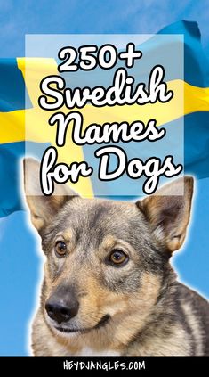 a dog with the words 250 swedish names for dogs on it's head and in front of a flag