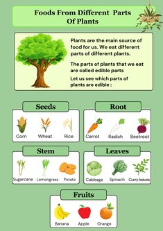 parts of plant|Food#food#field#garden#kidseducation#partsofplants#plants#nature Edible Parts Of A Plant, Types Of Food Worksheet, Part Of Plants Activities, Nutrition In Plants, Rabbit Tree, Vegetative Reproduction, Field Garden, Food Lessons