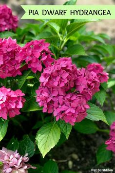 pink flowers with green leaves and the words pia dauff hydrangea on it