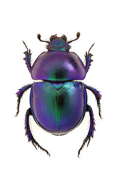 a purple and green beetle sitting on top of a white surface