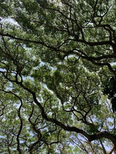 looking up at the canopy of a tree with lots of green leaves on it's branches